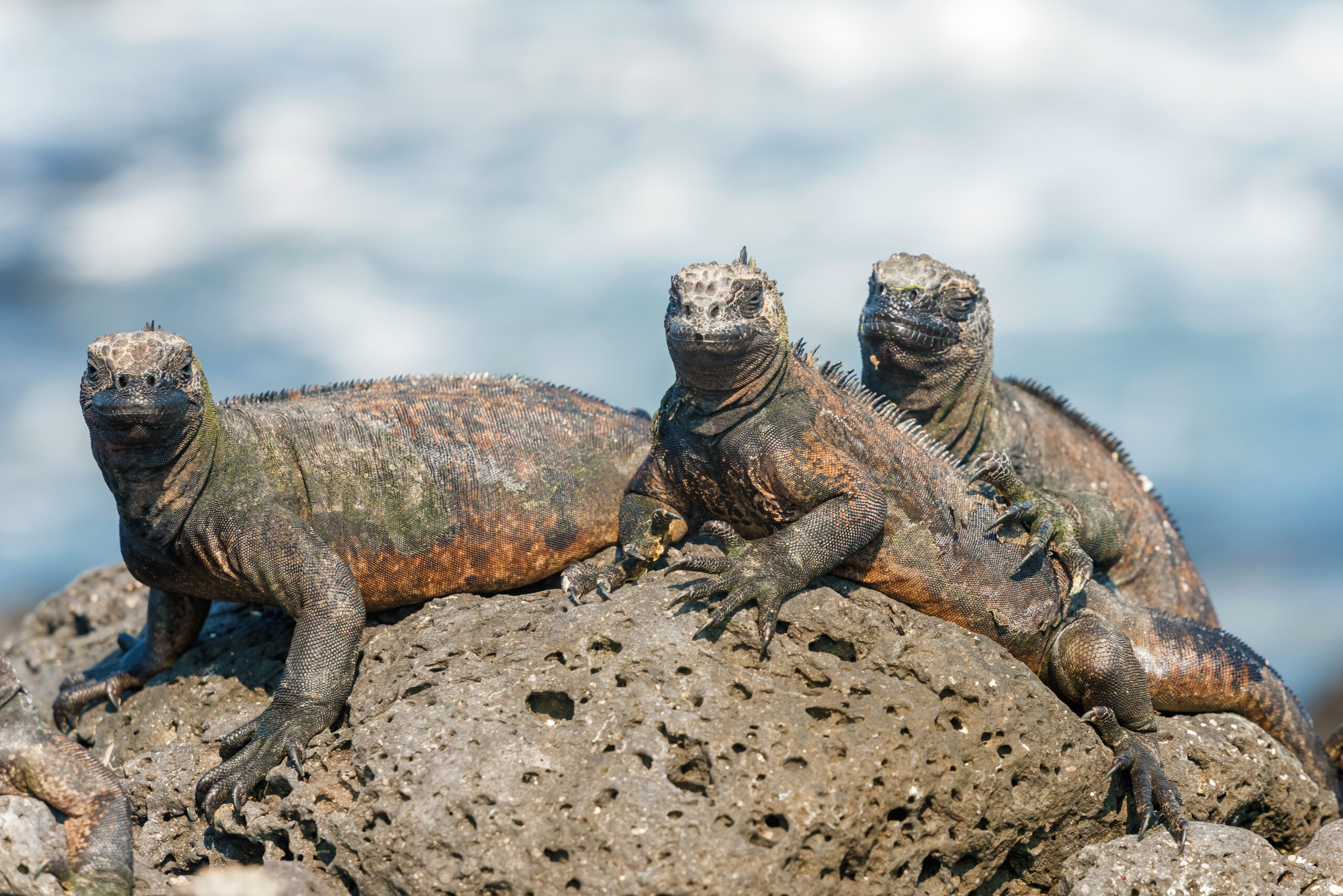 Ecuador and Galapagos vacations