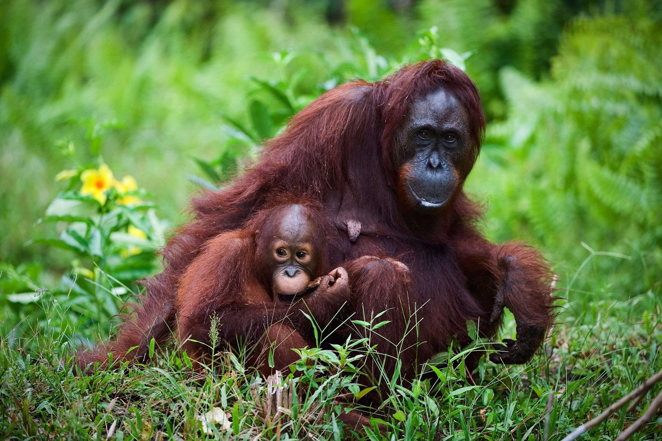 We're reimagining a fairer way to visit Borneo