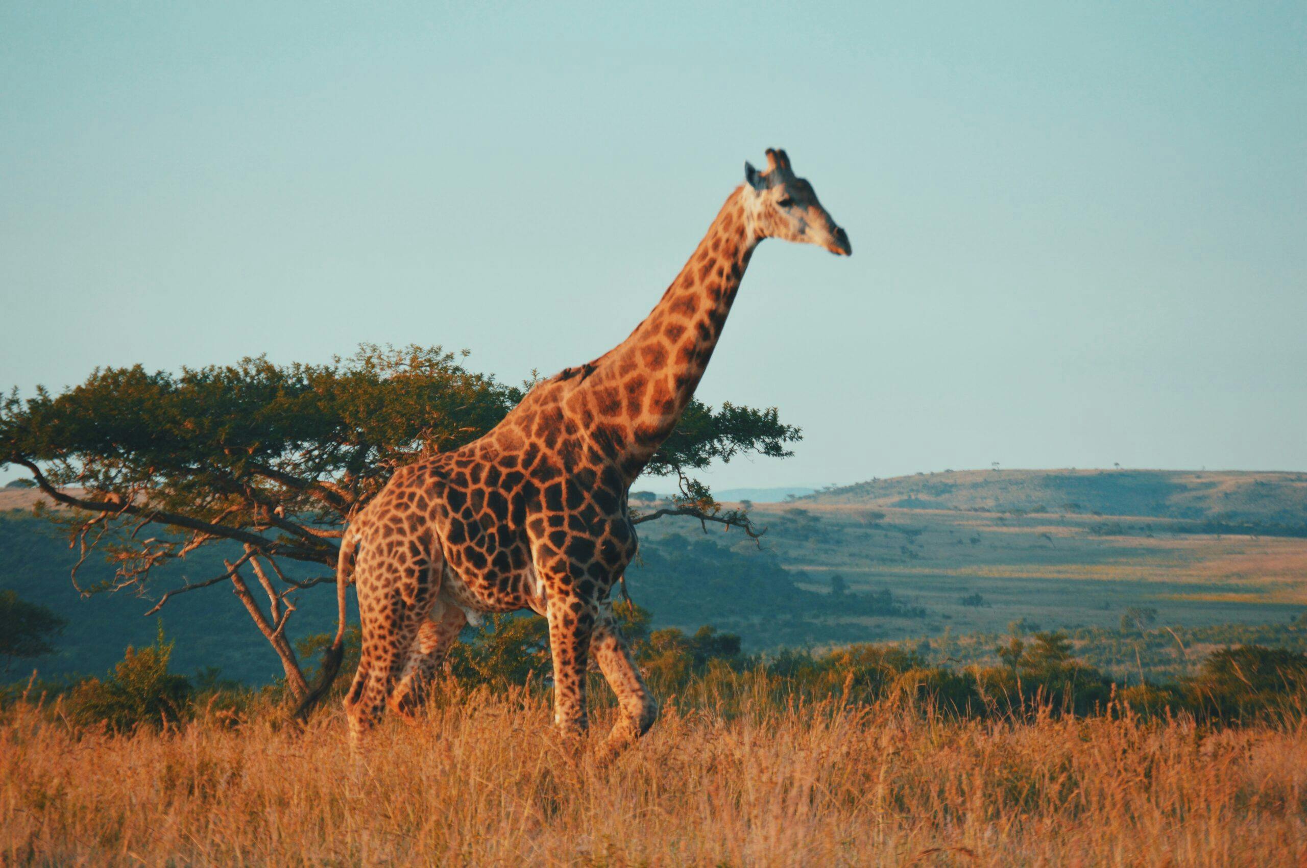 where is best safari in africa
