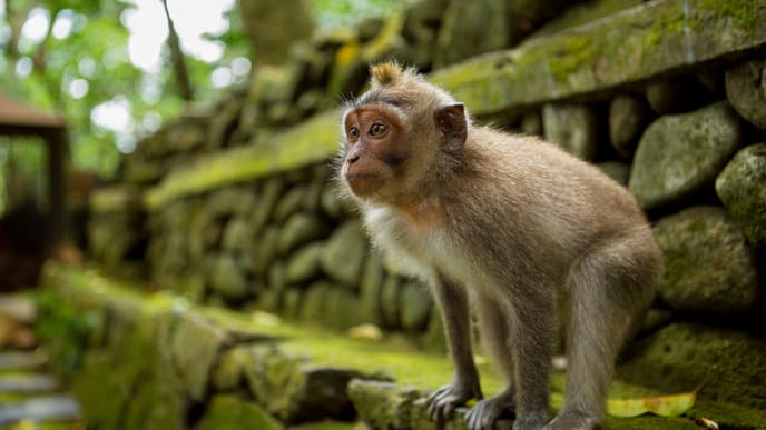 Enriching experiences in Ubud