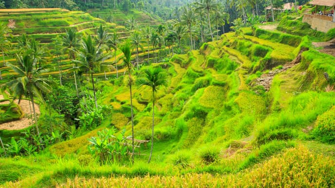 At leisure in Ubud