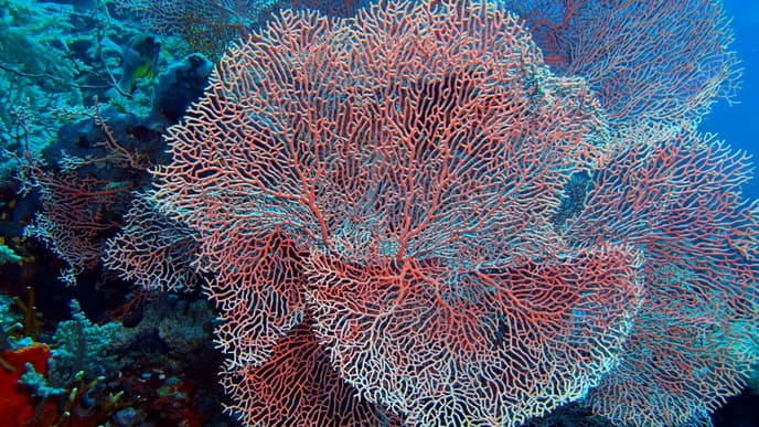 Day 8: Explore the underwater world of Manjangan Island