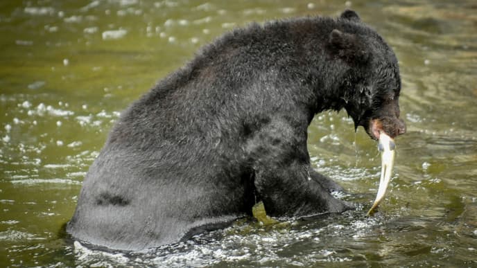 Enjoy a Day of Bear-Watching